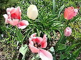 47 Nancy's Garden [2009 May 10]